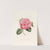 Iconographie du genre Camellia Pl.006 by Lorenzo Berlèse