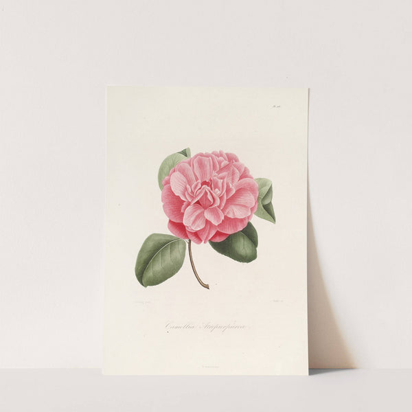 Iconographie du genre Camellia Pl.006 by Lorenzo Berlèse