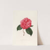 Iconographie du genre Camellia Pl.008 by Lorenzo Berlèse
