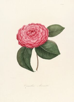 Iconographie du genre Camellia Pl.009