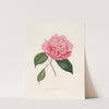 Iconographie du genre Camellia Pl.010 by Lorenzo Berlèse
