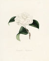 Iconographie du genre Camellia Pl.011