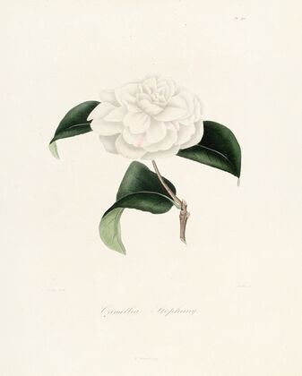 Iconographie du genre Camellia Pl.011