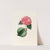 Iconographie du genre Camellia Pl.013 by Lorenzo Berlèse