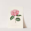 Iconographie du genre Camellia Pl.016 by Lorenzo Berlèse