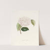 Iconographie du genre Camellia Pl.017 by Lorenzo Berlèse