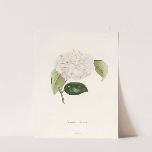 Iconographie du genre Camellia Pl.017 by Lorenzo Berlèse