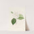 Iconographie du genre Camellia Pl.019 by Lorenzo Berlèse