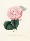 Iconographie du genre Camellia Pl.020
