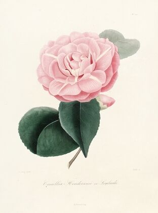 Iconographie du genre Camellia Pl.020
