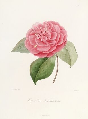 Iconographie du genre Camellia Pl.021