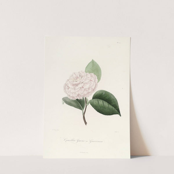 Iconographie du genre Camellia Pl.022 by Lorenzo Berlèse