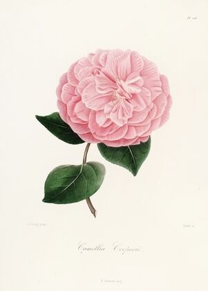 Iconographie du genre Camellia Pl.026