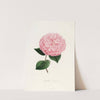 Iconographie du genre Camellia Pl.026 by Lorenzo Berlèse