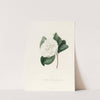 Iconographie du genre Camellia Pl.027 by Lorenzo Berlèse
