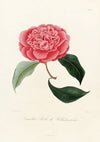 Iconographie du genre Camellia Pl.028