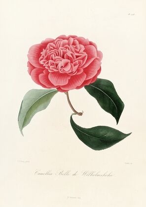 Iconographie du genre Camellia Pl.028