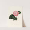 Iconographie du genre Camellia Pl.030 by Lorenzo Berlèse