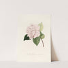Iconographie du genre Camellia Pl.031 by Lorenzo Berlèse