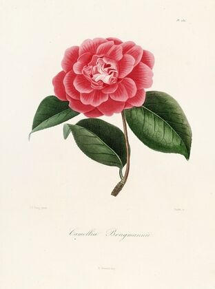 Iconographie du genre Camellia Pl.032