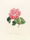 Iconographie du genre Camellia Pl.036