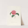 Iconographie du genre Camellia Pl.037 by Lorenzo Berlèse