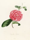 Iconographie du genre Camellia Pl.038