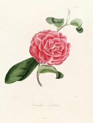 Iconographie du genre Camellia Pl.038