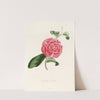 Iconographie du genre Camellia Pl.038 by Lorenzo Berlèse