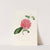 Iconographie du genre Camellia Pl.038 by Lorenzo Berlèse