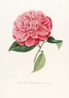 Iconographie du genre Camellia Pl.039