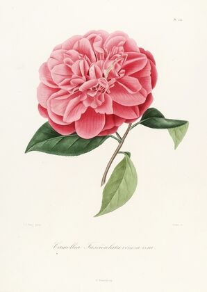 Iconographie du genre Camellia Pl.039