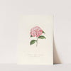 Iconographie du genre Camellia Pl.040 by Lorenzo Berlèse