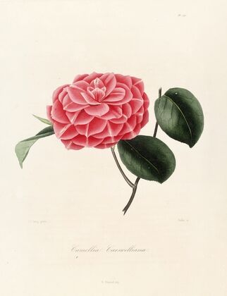 Iconographie du genre Camellia Pl.041