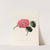 Iconographie du genre Camellia Pl.041 by Lorenzo Berlèse