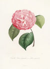 Iconographie du genre Camellia Pl.042