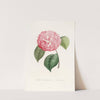 Iconographie du genre Camellia Pl.042 by Lorenzo Berlèse