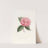 Iconographie du genre Camellia Pl.043 by Lorenzo Berlèse