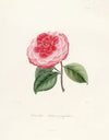 Iconographie du genre Camellia Pl.044