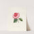 Iconographie du genre Camellia Pl.044 by Lorenzo Berlèse