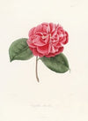 Iconographie du genre Camellia Pl.045