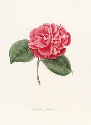 Iconographie du genre Camellia Pl.045
