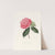 Iconographie du genre Camellia Pl.046 by Lorenzo Berlèse