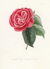 Iconographie du genre Camellia Pl.047