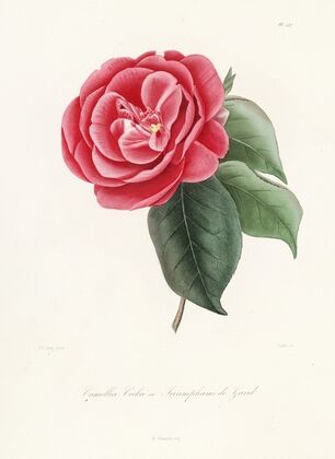 Iconographie du genre Camellia Pl.047
