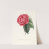 Iconographie du genre Camellia Pl.047 by Lorenzo Berlèse