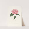 Iconographie du genre Camellia Pl.050 by Lorenzo Berlèse