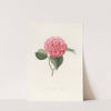 Iconographie du genre Camellia Pl.052 by Lorenzo Berlèse