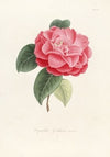 Iconographie du genre Camellia Pl.053
