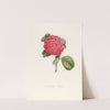 Iconographie du genre Camellia Pl.055 by Lorenzo Berlèse